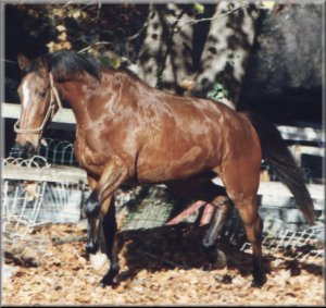 chevalgalop